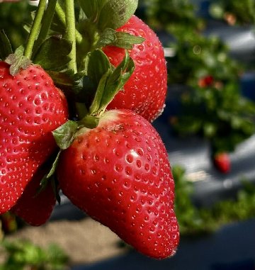 Southern Hill Farms in Orlando